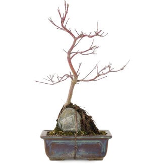 Acer palmatum, 31,5 cm, ± 6 jaar oud