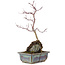 Acer palmatum, 31,5 cm, ± 6 anni