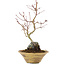 Acer palmatum, 26 cm, ± 6 años