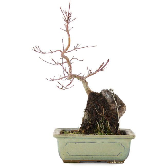 Acer palmatum, 27 cm, ± 6 anni