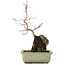Acer palmatum, 27 cm, ± 6 años