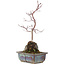 Acer palmatum, 31,5 cm, ± 6 ans