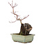 Acer palmatum, 27 cm, ± 6 years old