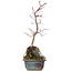 Acer palmatum, 31,5 cm, ± 6 ans
