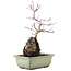 Acer palmatum, 27 cm, ± 6 anni