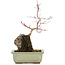 Acer palmatum, 27 cm, ± 6 años