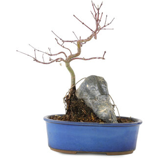 Acer palmatum, 27 cm, ± 6 Jahre alt