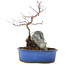 Acer palmatum, 27 cm, ± 6 years old