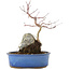 Acer palmatum, 27 cm, ± 6 anni