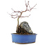 Acer palmatum, 27 cm, ± 6 ans