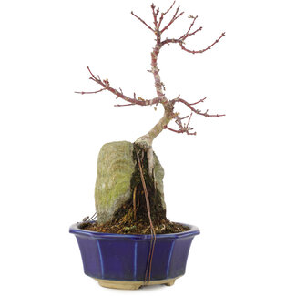 Acer palmatum, 26,5 cm, ± 6 jaar oud