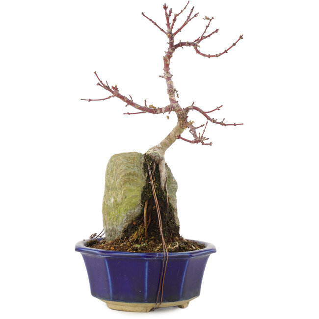 Acer palmatum, 26,5 cm, ± 6 ans