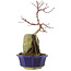 Acer palmatum, 26,5 cm, ± 6 anni