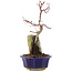 Acer palmatum, 26,5 cm, ± 6 ans