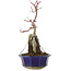 Acer palmatum, 26,5 cm, ± 6 years old