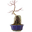 Acer palmatum, 26,5 cm, ± 6 ans