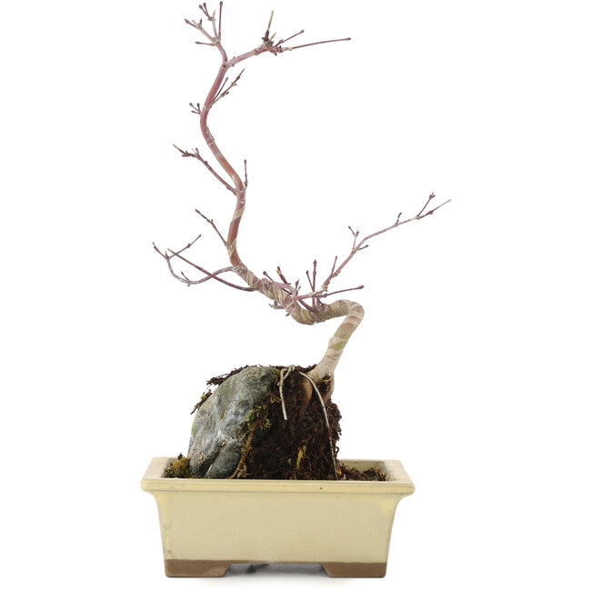 Acer palmatum, 29,5 cm, ± 6 ans