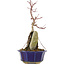 Acer palmatum, 26,5 cm, ± 6 años