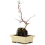 Acer palmatum, 29,5 cm, ± 6 jaar oud