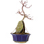 Acer palmatum, 26,5 cm, ± 6 ans