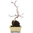 Acer palmatum, 29,5 cm, ± 6 jaar oud