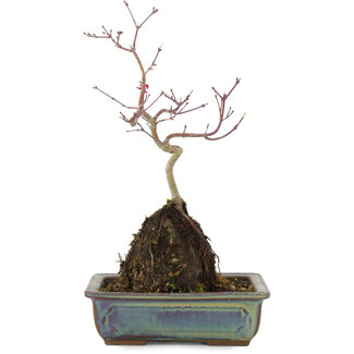 Acer palmatum, 31 cm, ± 6 años