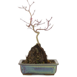 Acer palmatum, 31 cm, ± 6 jaar oud