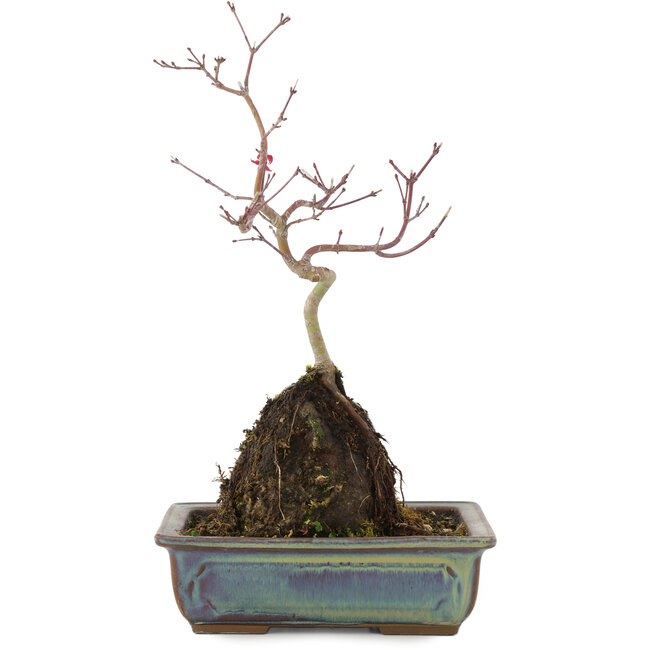 Acer palmatum, 31 cm, ± 6 years old