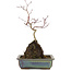 Acer palmatum, 31 cm, ± 6 jaar oud