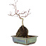 Acer palmatum, 31 cm, ± 6 years old