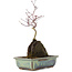 Acer palmatum, 31 cm, ± 6 años