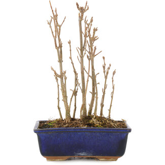 Acer buergerianum, 17,5 cm, ± 3 ans