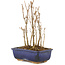 Acer buergerianum, 17,5 cm, ± 3 ans