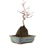 Acer palmatum, 31 cm, ± 6 anni