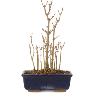 Acer buergerianum, 19,5 cm, ± 3 ans