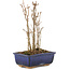 Acer buergerianum, 17,5 cm, ± 3 jaar oud