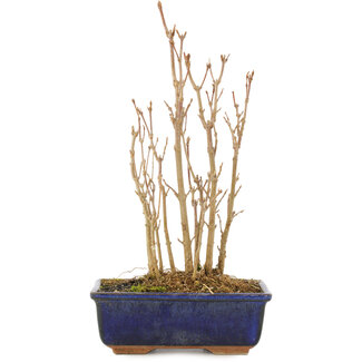 Acer buergerianum, 21,5 cm, ± 3 ans