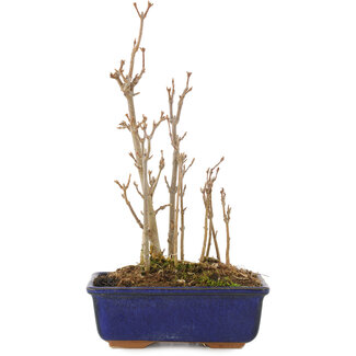 Acer buergerianum, 20,5 cm, ± 3 años