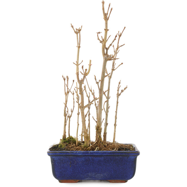 Acer buergerianum, 21,5 cm, ± 3 ans