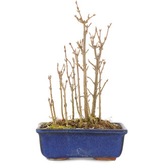 Acer buergerianum, 19 cm, ± 3 anni
