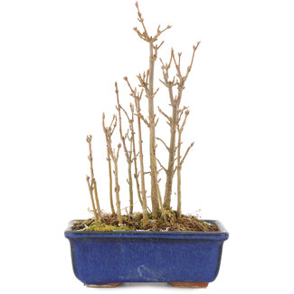 Acer buergerianum, 19 cm, ± 3 Jahre alt