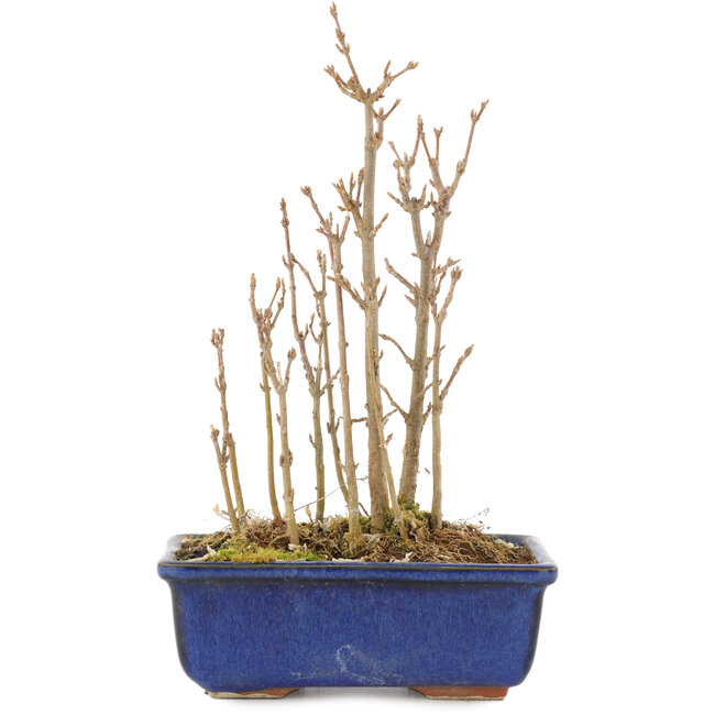 Acer buergerianum, 19 cm, ± 3 anni