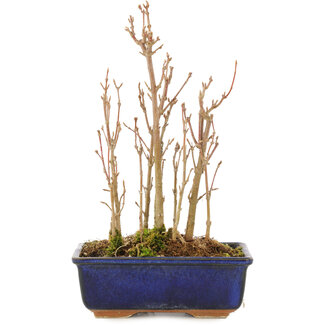Acer buergerianum, 18,5 cm, ± 3 anni