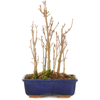 Acer buergerianum, 18,5 cm, ± 3 jaar oud