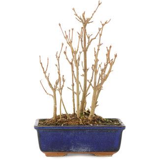 Acer buergerianum, 18 cm, ± 3 jaar oud