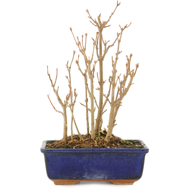 Acer buergerianum, 18 cm, ± 3 ans