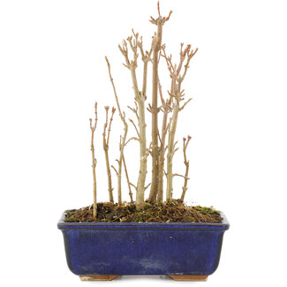 Acer buergerianum, 17 cm, ± 3 jaar oud