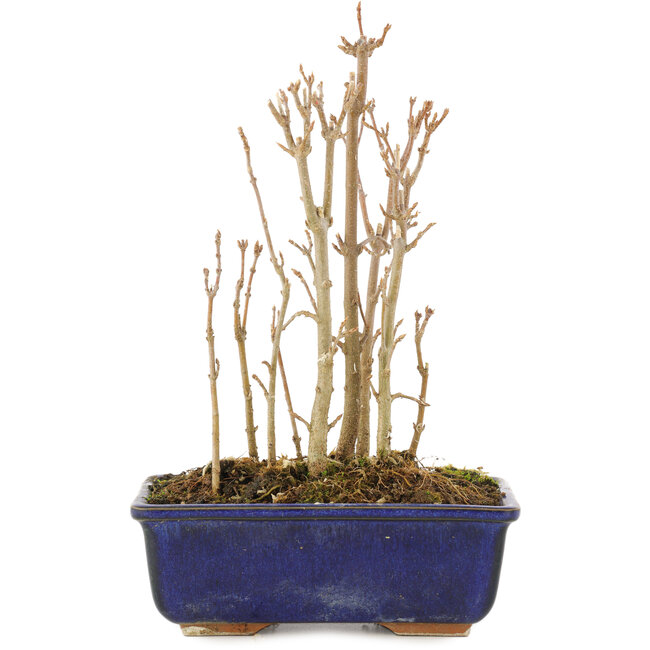 Acer buergerianum, 17 cm, ± 3 anni