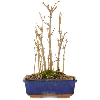 Acer buergerianum, 20 cm, ± 3 años