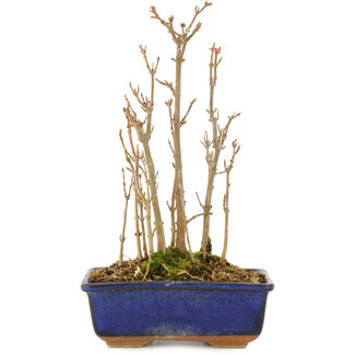 Acer buergerianum, 20 cm, ± 3 jaar oud